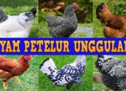 10 Strain Ayam Pedaging Terbaik untuk Peternakan dan Produksi Daging Berkualitas!