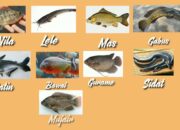 10 Jenis Ikan Ekonomis Penting untuk Konsumsi Keluarga