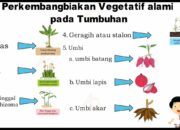 10 Tumbuhan Beserta Cara Berkembang Biaknya yang Menarik untuk Dipelajari!
