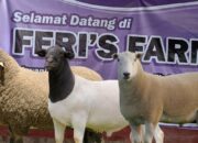 10 Jenis Domba dan Keunikan Masing-Masing