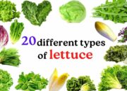 10 Varietas Lettuce yang Populer dan Manfaatnya bagi Kesehatan