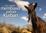 Pahala Berkurban di Setiap Bulu: Keutamaan Setiap Helai dalam Qurban