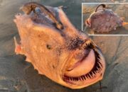 10 Nama Ikan Myxini yang Penuh Misteri dari Kedalaman Laut!