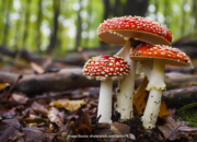 10 Jenis Jamur Beracun yang Harus Kamu Hindari