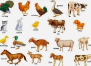 10 Hewan dan Ciri-Cirinya dalam Bahasa Inggris yang Harus Kamu Tahu!