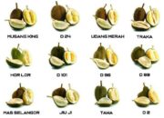 10 Jenis Durian Malaysia yang Wajib Dicoba Pecinta Durian