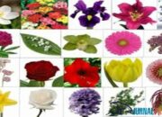 10 Bunga Cantik Beserta Nama Latinnya yang Menambah Wawasan Flora Kamu!