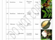 10 Spesies Tumbuhan dengan Nama Latin yang Menambah Pengetahuan Alam!