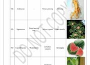 10 Nama Latin Tanaman yang Mudah Dihafal untuk Mempermudah Belajar Botani!