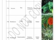 10 Tumbuhan Berbiji dengan Nama Latin yang Sering Dipelajari di Sekolah!