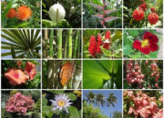 10 Jenis Tanaman Beserta Nama Ilmiahnya yang Harus Kamu Tahu