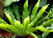 10 Jenis Tumbuhan Paku yang Menghias Alam dan Menginspirasi