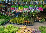 10 Usaha di Bidang Tanaman Hias yang Potensial