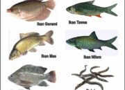 10 Nama Ilmiah Ikan Air Payau yang Menambah Wawasan Tentang Kehidupan Air!