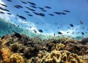 10 Laut di Indonesia yang Penuh Kekayaan Alam Bawah Laut!