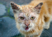 10 Macam Penyakit Kulit yang Sering Terjadi pada Kucing