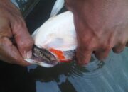 10 Penyakit Non Infeksi yang Umum pada Ikan dan Cara Mengatasinya