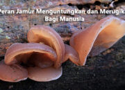 10 Jamur yang Merugikan dan Menguntungkan bagi Manusia dan Lingkungan