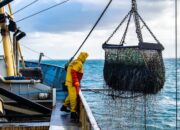 10 Perbedaan Nelayan Modern dan Tradisional: Teknologi dan Cara Penangkapan Ikan