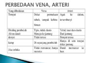 10 Perbedaan Antara Arteri dan Vena