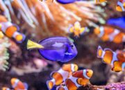 10 Jenis Ikan Omnivora yang Mudah Dipelihara