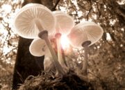 10 Jenis Jamur dan Klasifikasinya yang Menarik untuk Dipelajari