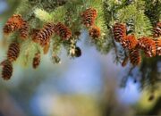 10 Tanaman Gymnospermae yang Unik dan Menarik untuk Diketahui!