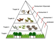 4 Tipe Metabolisme Organisme Tanah: Pentingnya Menjaga Keseimbangan Ekosistem!