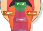 4 Tipe Papila Lidah dan Letaknya: Fungsi Penting dalam Indra Pengecap Kita!