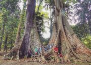 10 Jenis Pohon Yang Ada Di Kebun Raya Bogor