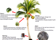 10 Jenis Pohon Kelapa: Manfaat dan Penggunaan yang Menyeluruh