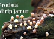 10 Perbedaan Protista Mirip Hewan Jamur dan Tumbuhan: Klasifikasi dan Contoh