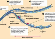 5 Langkah Replikasi DNA: Proses Biologis yang Menakjubkan dalam Sel Kita!