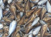 10 Jenis Ikan Asin Paling Disukai di Indonesia