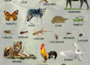 10 Hewan dalam Bahasa Sunda yang Penuh Keunikan Lokal!