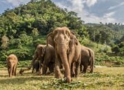 10 Fauna Menarik dari Laos yang Patut Diketahui!