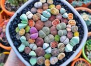 10 Tanaman dengan Jenis Gerakan Unik dan Bukti Ilmiah yang Menakjubkan!