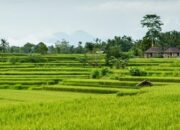 10 Dataran Rendah di Indonesia dan Potensi Pertaniannya