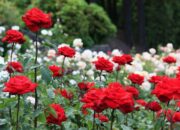 10 Bunga Sempurna yang Memikat Hati dan Mempercantik Taman!