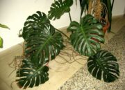 10 Jenis Tanaman Hias Daun yang Eksotis untuk Dekorasi Ruangan