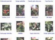 10 Tanaman Obat Beserta Nama Latin dan Nama Lainnya yang Bermanfaat!