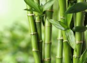 10 Jenis Bambu dan Kegunaannya: Solusi Alami untuk Kehidupan Modern