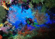 10 Jenis Terumbu Karang dan Manfaatnya bagi Kehidupan Laut