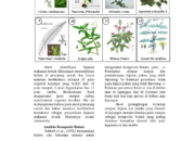 10 Jenis Hijauan Lokal yang Sering Diberikan pada Ternak