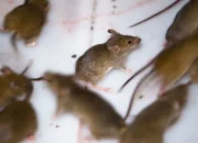 Buka Mata! Arti Mimpi Melihat Tikus Banyak Ternyata Ini Artinya Menurut Pakar