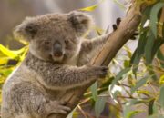 10 Jenis Fauna Australia yang Unik dan Langka
