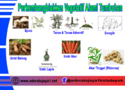 10 Jenis Tumbuhan: Cara Perkembangbiakan