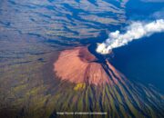 10 Jenis Tanaman Gunung Berapi: Karakteristik