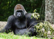 Kisah di Balik Arti Mimpi Dikejar Gorila : Pertanda Baik atau Buruk? Kuak Misterinya!