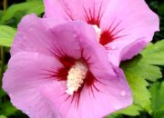 Althea – Arti Nama dan Nama Tengah Yang Cocok